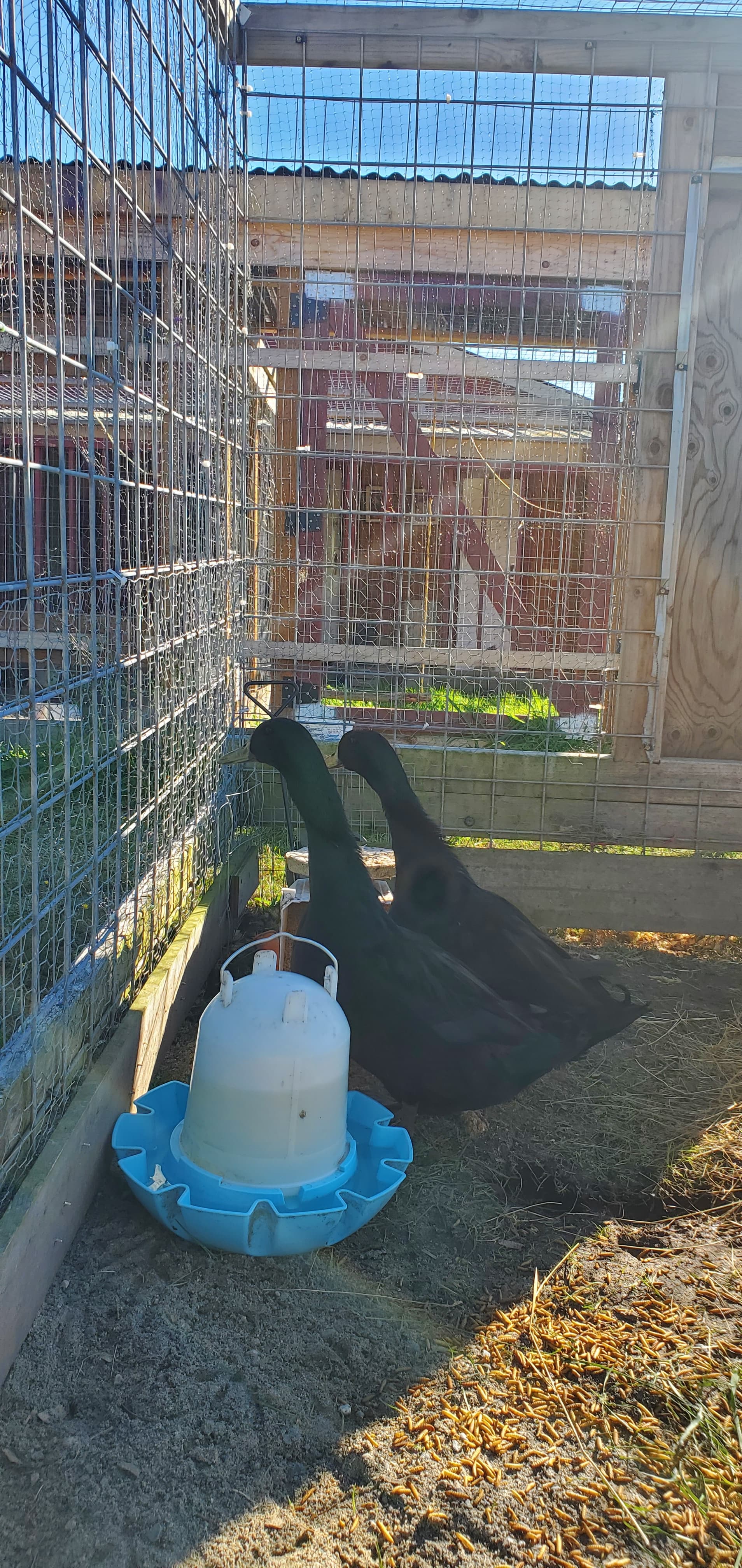 2 Male Cayuga Ducks β photo 1 of 1